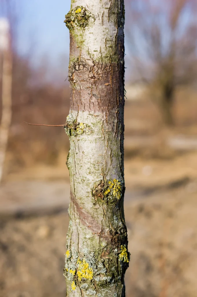 tree disease