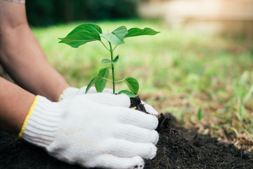 tree planting