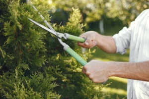 tree trimming Nj