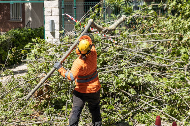 commercial tree removal new jersey