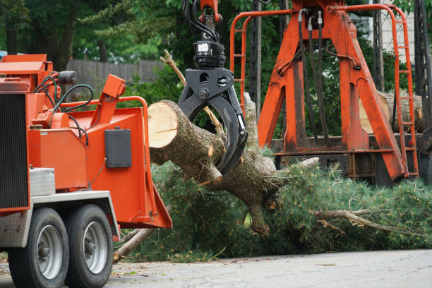 commercial tree removal new jersey
