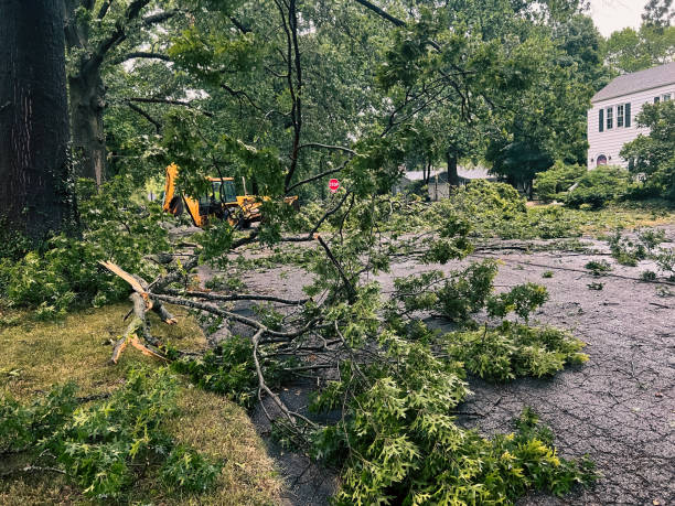 emergency tree services jersey city