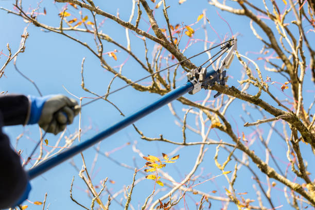 tree pruning new jersey