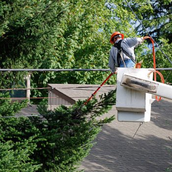 emergency tree services new jersey