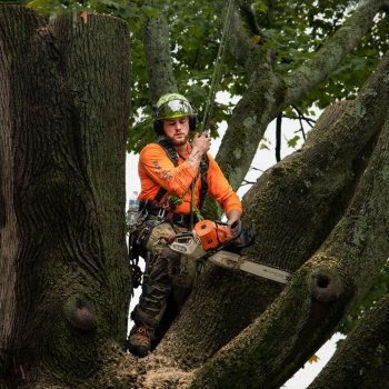 tree-service