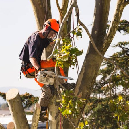 tree trimming new jersey tree trimming new jersey